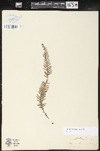 Prosaptia obliquata image