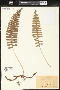 Polypodium pellucidum image