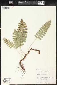 Polypodium pellucidum image