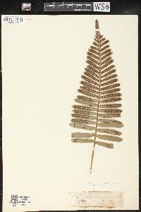 Polypodium pellucidum image