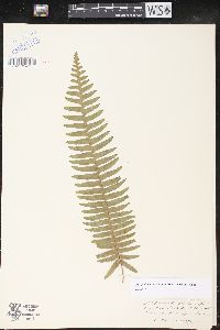 Image of Polypodiodes lachnopus