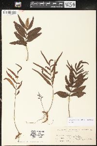 Image of Selliguea lagunensis