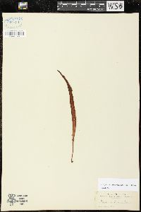 Lepisorus thunbergianus image
