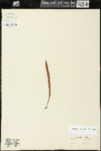Lepisorus thunbergianus image