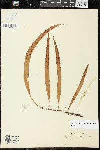 Lepisorus thunbergianus image