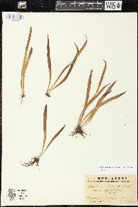 Lepisorus thunbergianus image