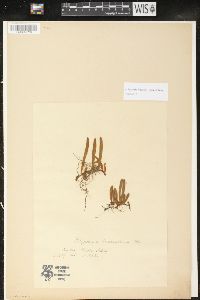 Image of Pyrrosia linearifolia