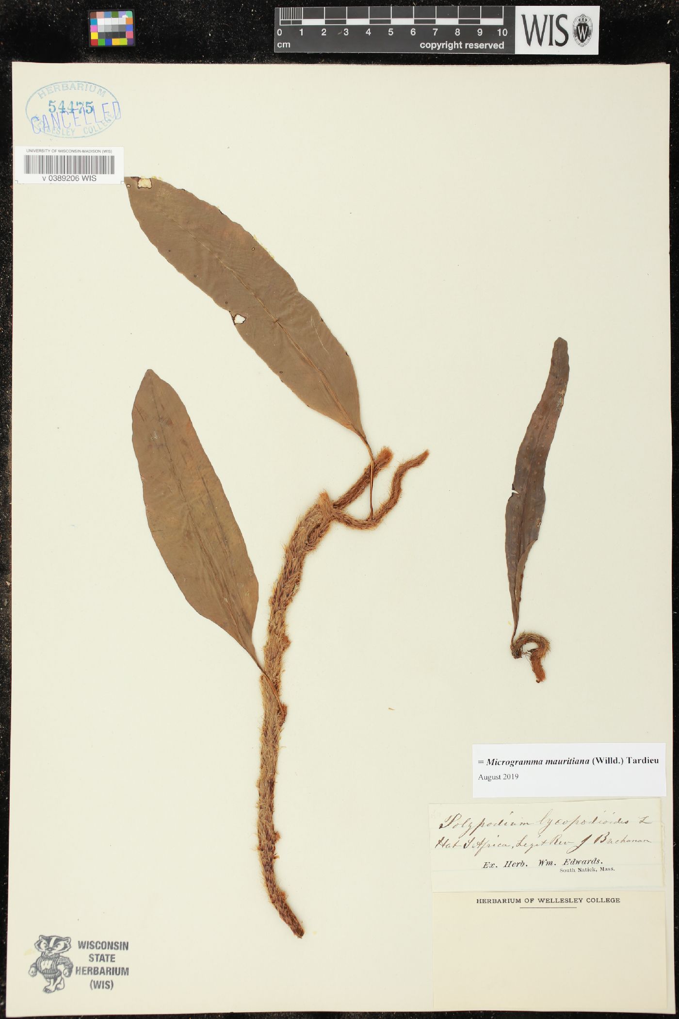 Microgramma mauritiana image