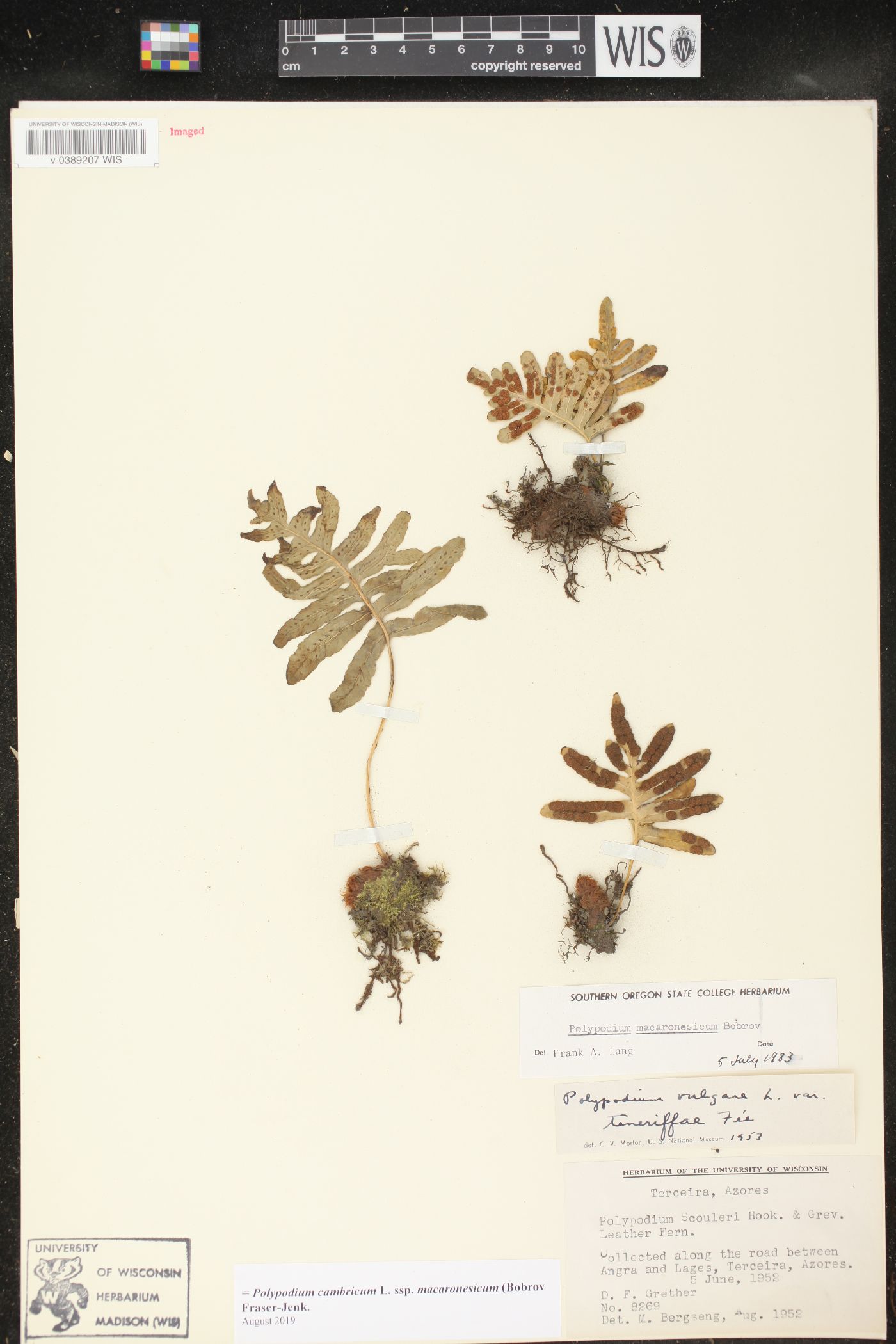 Polypodium cambricum image