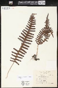 Polypodiodes niponica image