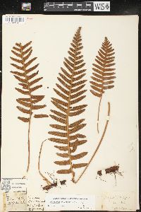 Polypodium interjectum image