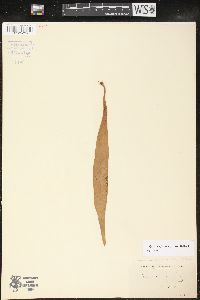 Image of Pyrrosia africana