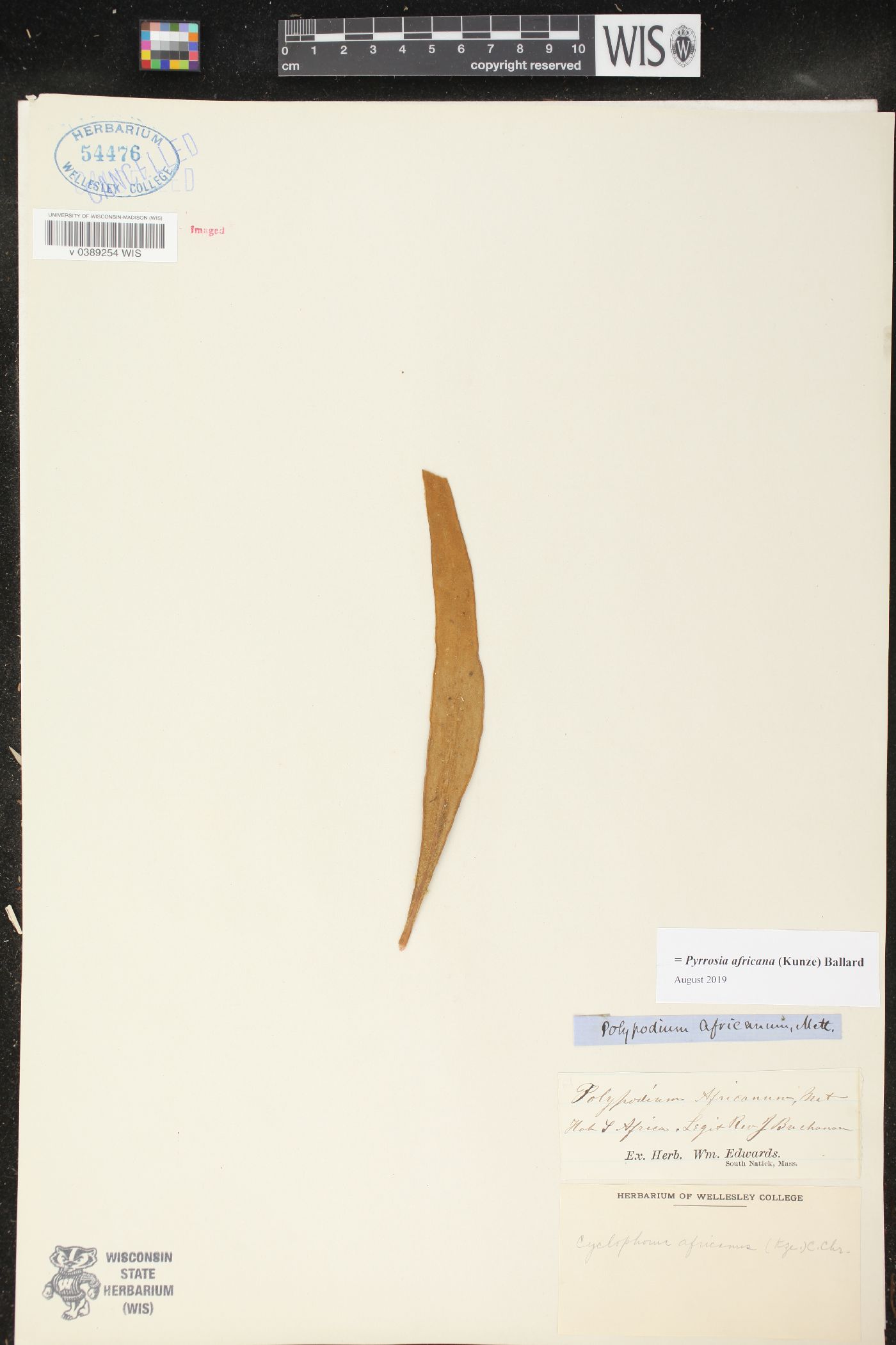 Pyrrosia africana image