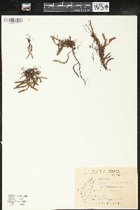 Pyrrosia linearifolia image