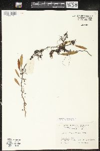Pyrrosia lingua image