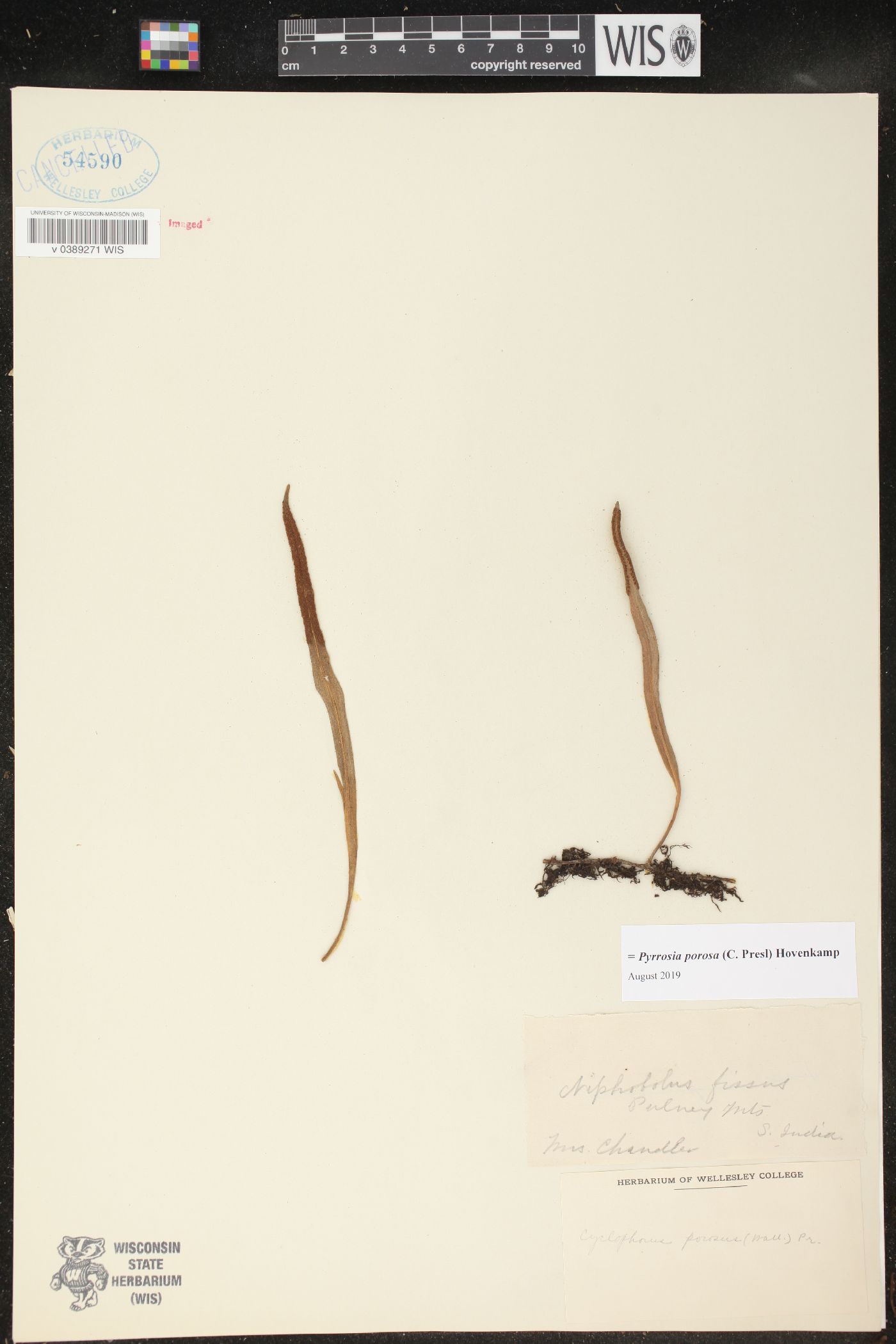 Pyrrosia porosa image
