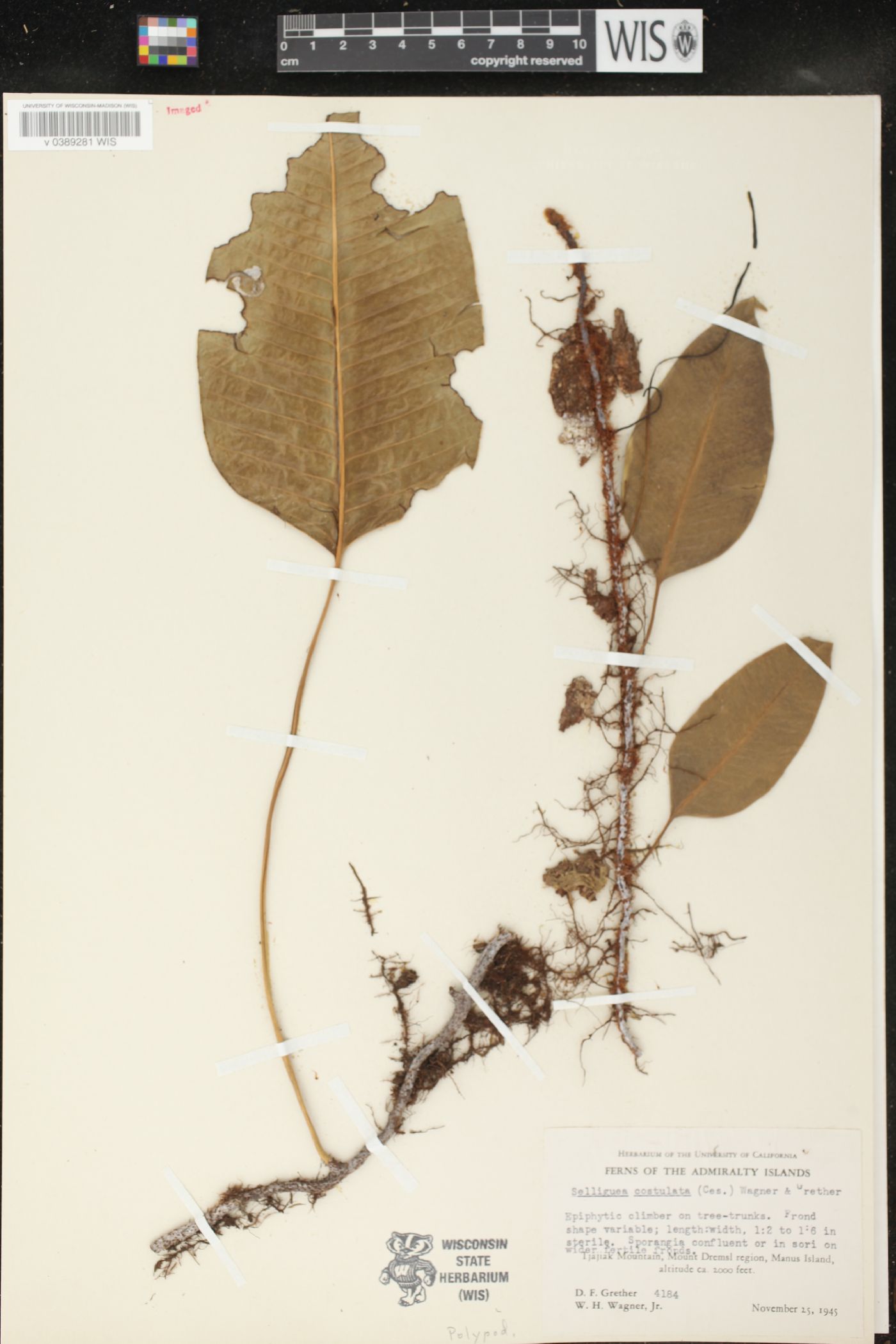 Selliguea costulata image