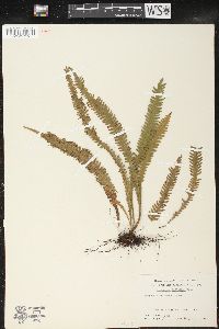 Prosaptia contigua image