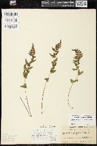Cystopteris fragilis var. fragilis image