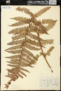 Dryopteris filix-mas image