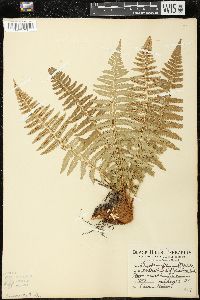 Dryopteris filix-mas image