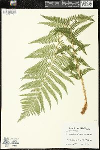 Dryopteris filix-mas image