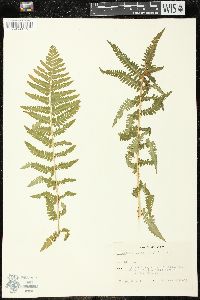 Dryopteris filix-mas image