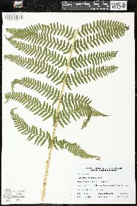 Dryopteris filix-mas image