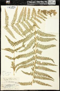 Dryopteris filix-mas image