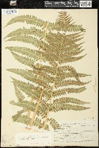 Dryopteris filix-mas image