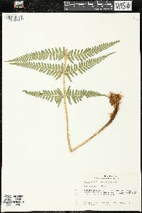 Dryopteris filix-mas image