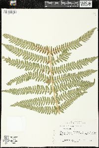 Dryopteris filix-mas image