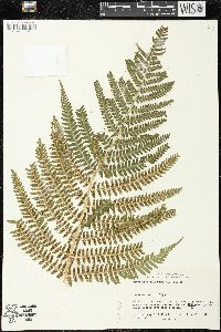 Dryopteris filix-mas image