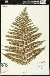 Dryopteris filix-mas image