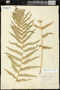 Dryopteris filix-mas image