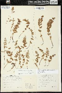 Woodsia oregana image