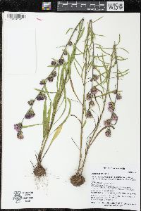 Liatris aspera image