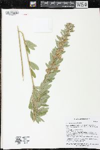 Lespedeza capitata image