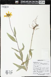 Helianthus pauciflorus image