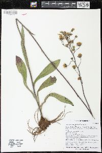 Hieracium longipilum image