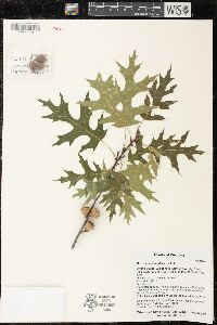 Quercus ellipsoidalis image