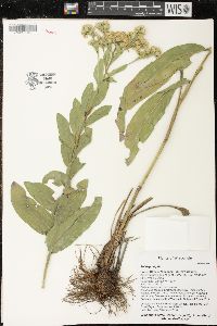 Solidago rigida image