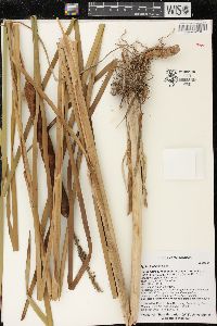 Typha × glauca image