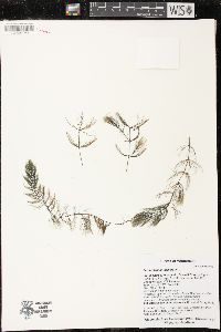 Ceratophyllum demersum image