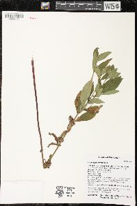 Lysimachia thyrsiflora image