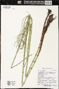 Equisetum fluviatile image