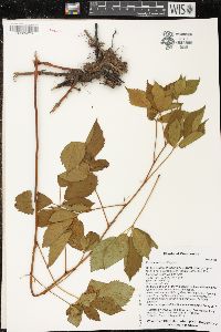 Rubus setosus image
