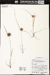 Cyperus erythrorhizos image