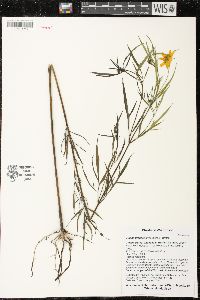 Bidens trichosperma image