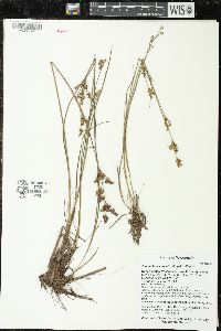 Juncus brevicaudatus image